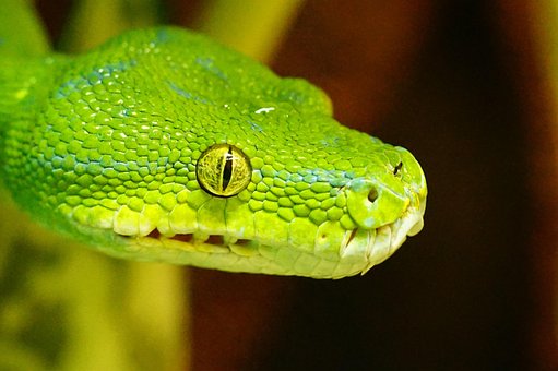 Python Arbre Vert, Ligne, Non Toxique