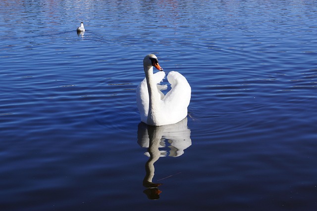 Free Swan Water photo and picture