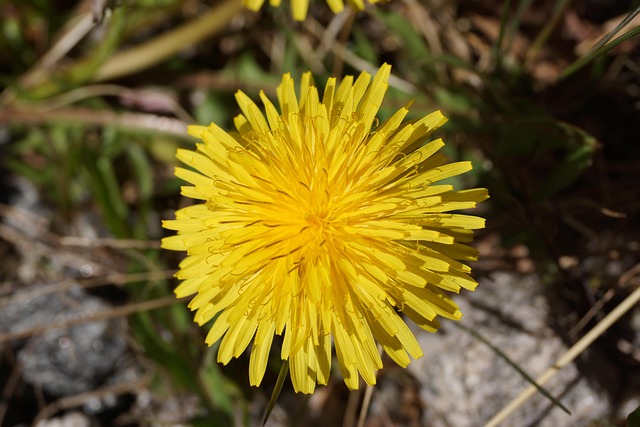 Free Dandelion Flower photo and picture
