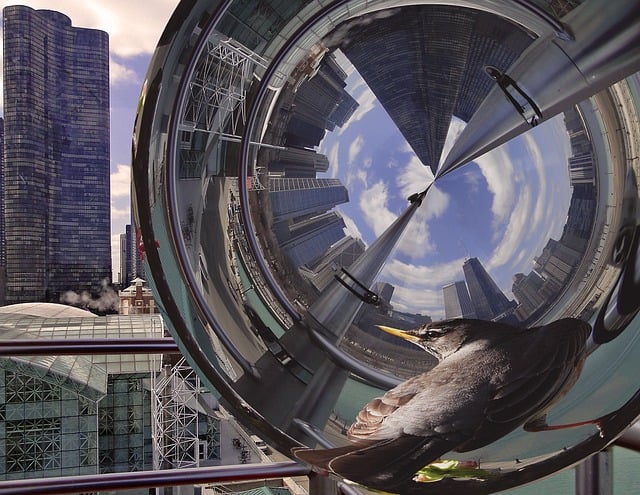 Free reflection city bird illustration