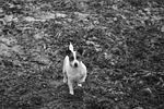 jack russel, dog, terrier