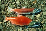red salmon, sockeye salmon, sockeye