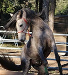 horse, arabic, prancing