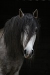 horse, arabic, head