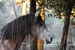 horse, arabic, head