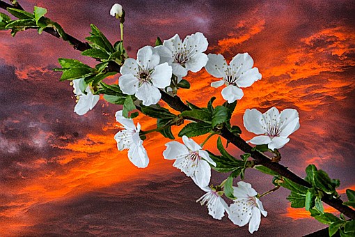 Blomster, Forår, Kunst, Fotokunst, Natur