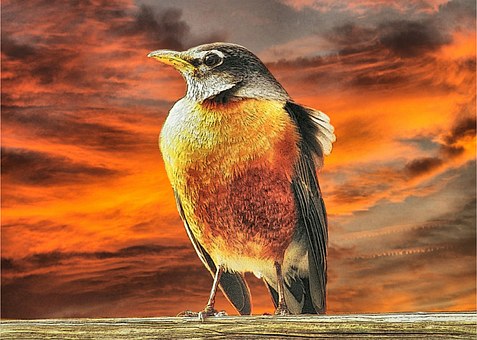 Robin, Fugl, Dyreliv, Dyr, Natur, Orange