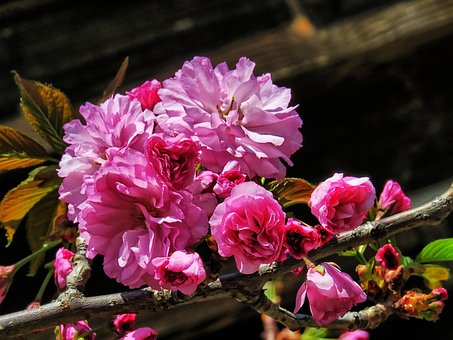 Blomst, Forår, Natur, Forårs Baggrund