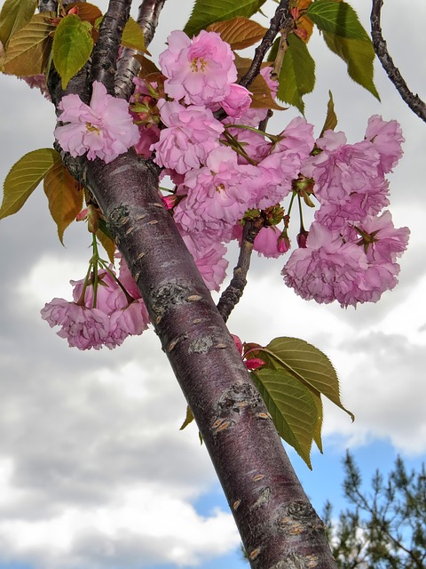 Blomst, Forår, Natur, Forårs Baggrund