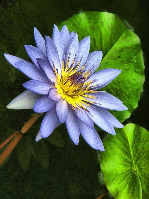 Blomst, Lotus, Natur, Plante, Lilje