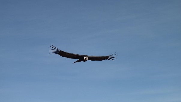 Cóndor, Vuelo, Cielo, Perú, Volando