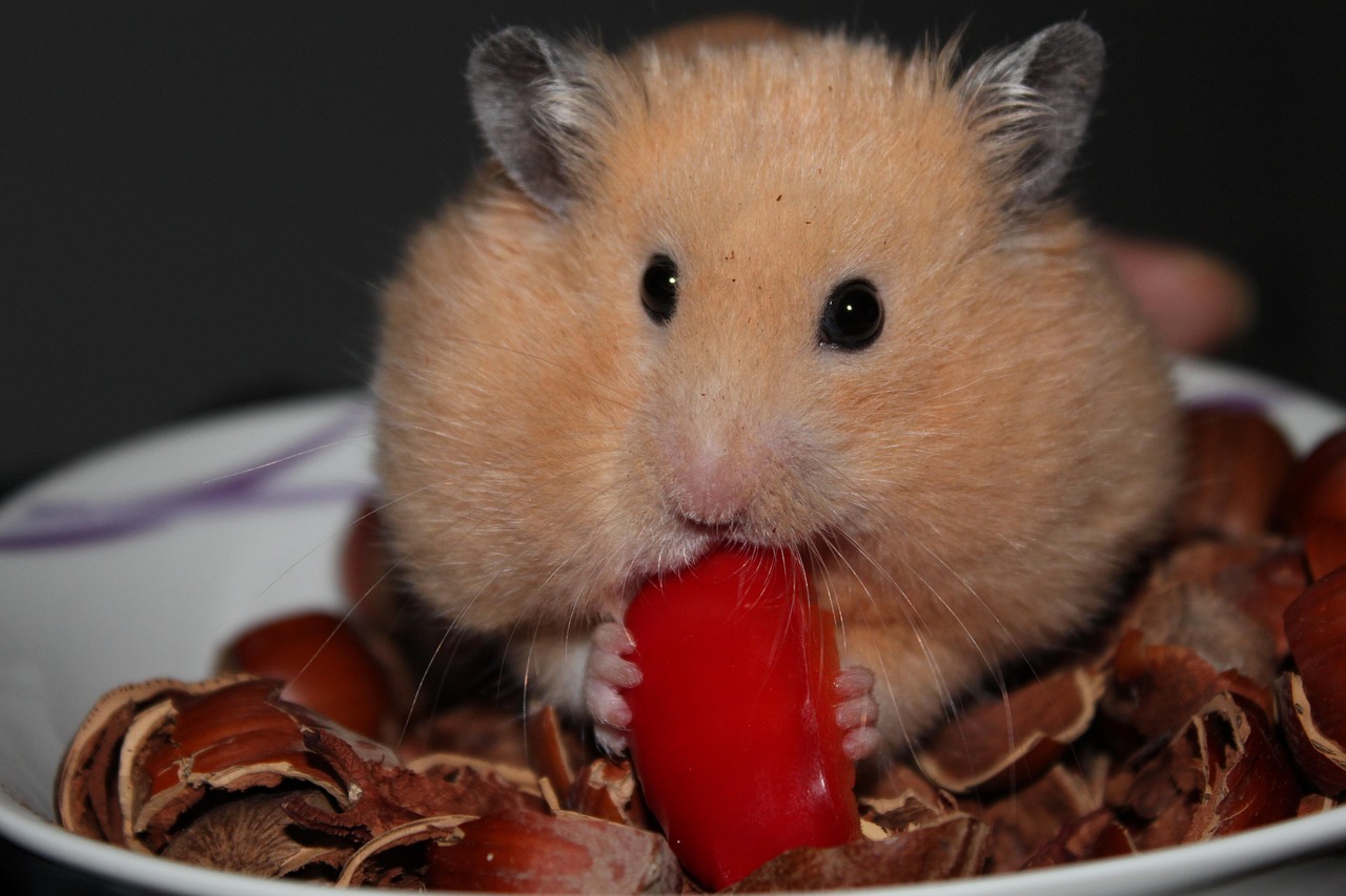 8 000 Free Hamster Profile Hamster Images Pixabay