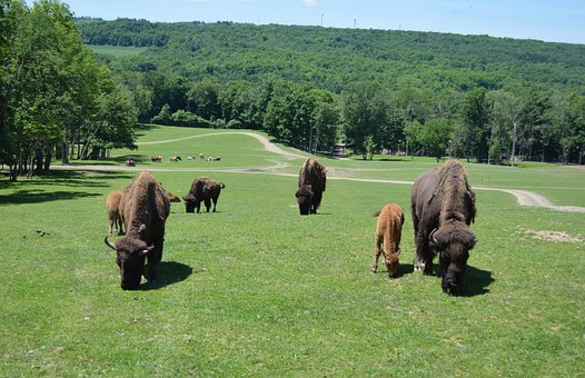 Free Landscape Buffalo photo and picture