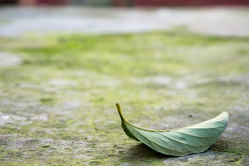 Blad, Boomblad, Herfst, Groen Blad, Pad