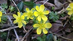 winter aconite, spring, flowers