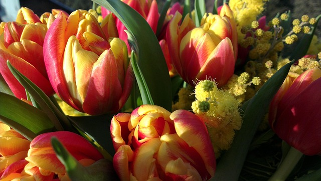 Free Tulip Mimosa photo and picture