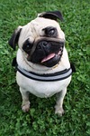 pug, dog, pet