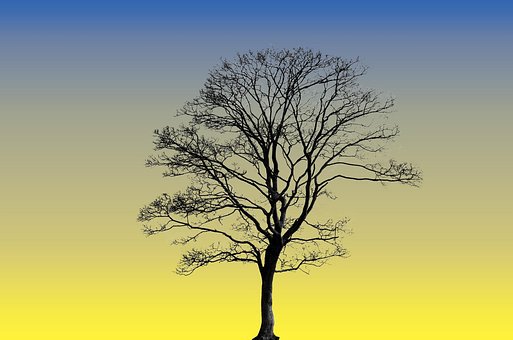 Free Tree Plant photo and picture