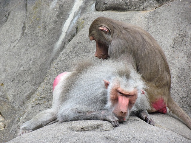 Affe, Tier, Natur