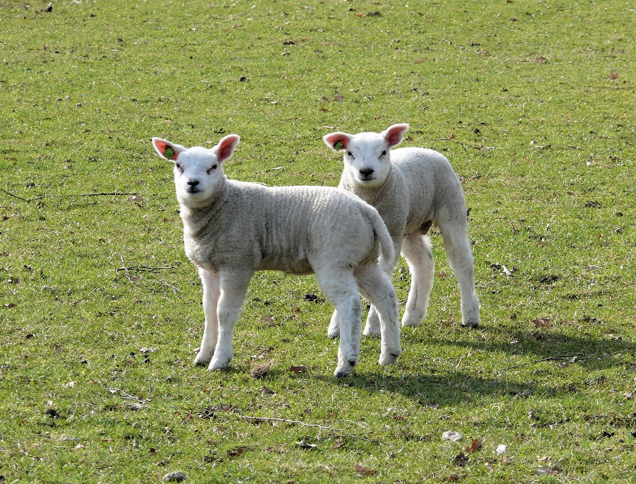Lambs Spring Animals Free photo on Pixabay