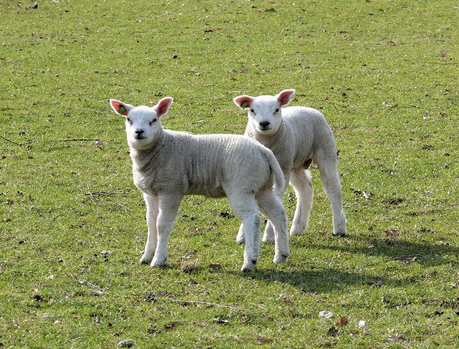 Lammetjes Voorjaar Dieren Gratis Foto Op Pixabay Lammetjes Voorjaar Dieren Gratis Foto Op Pixabay