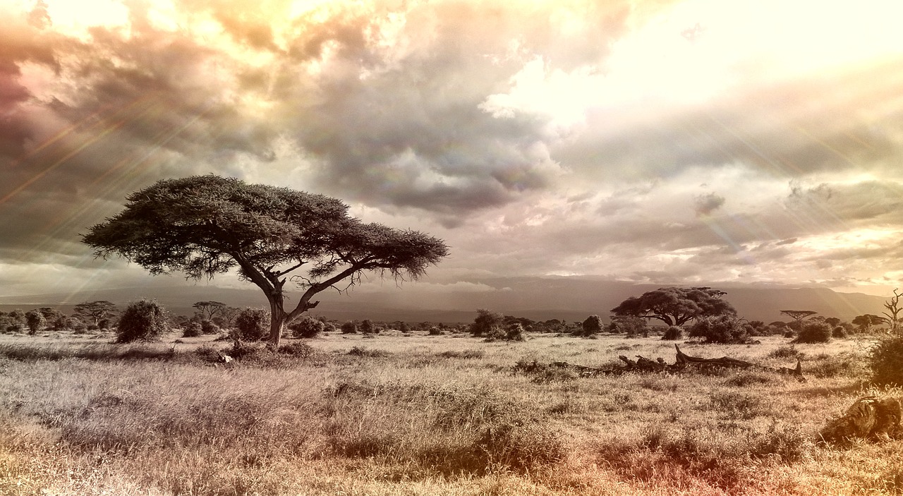 Plus De 300 000 Images De Savane Afrique Paysage Et De Savane Pixabay Plus De 300 000 Images De Savane Afrique Paysage Et De Savane Pixabay