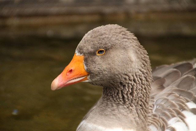 Landgans, Gans, Anser Anser Domesticus