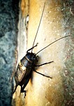 cricket, insect, cantor