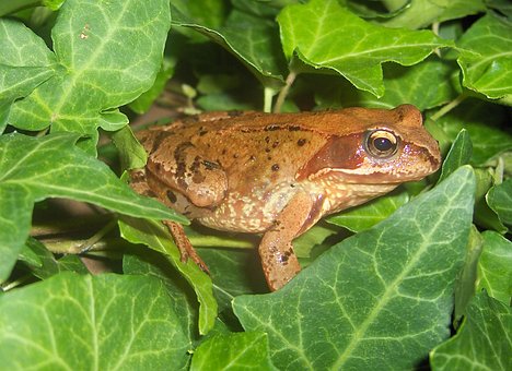 Free Toad Frog photo and picture
