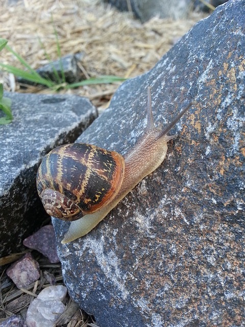 Free Snail Shell photo and picture