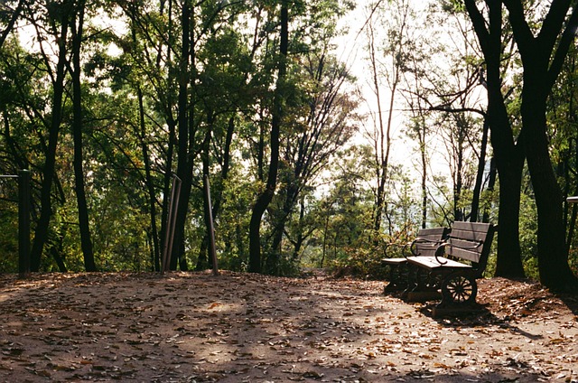 Free Autumn Sunshine photo and picture