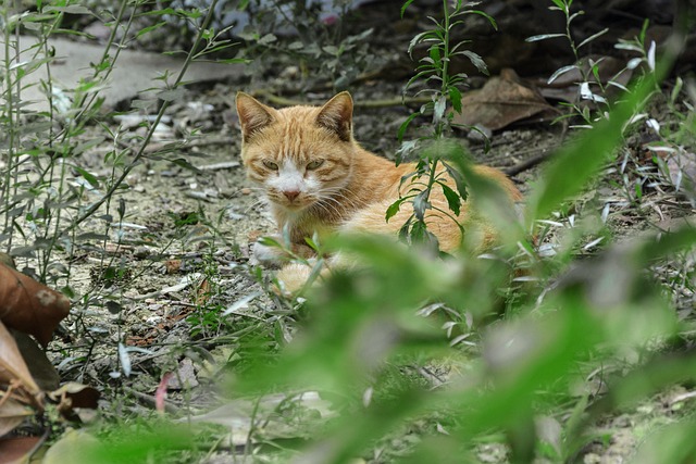 Free Cat Courtyard photo and picture