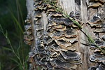 mushrooms, turkey tail, nature