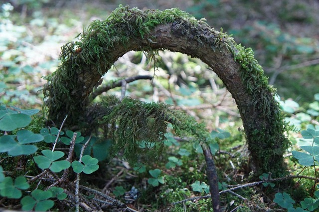 Free Forest Root photo and picture