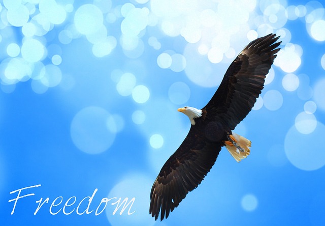 Free freedom nature eagle illustration