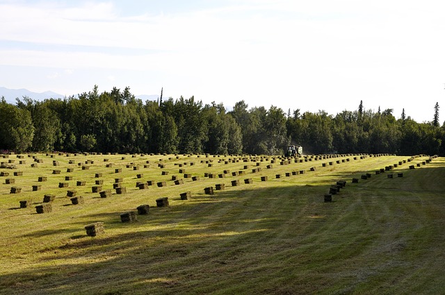Free Farm Hay photo and picture