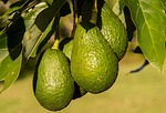 hass avocado, avocados, fruit
