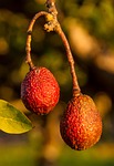 hass avocado, avocados, fruit
