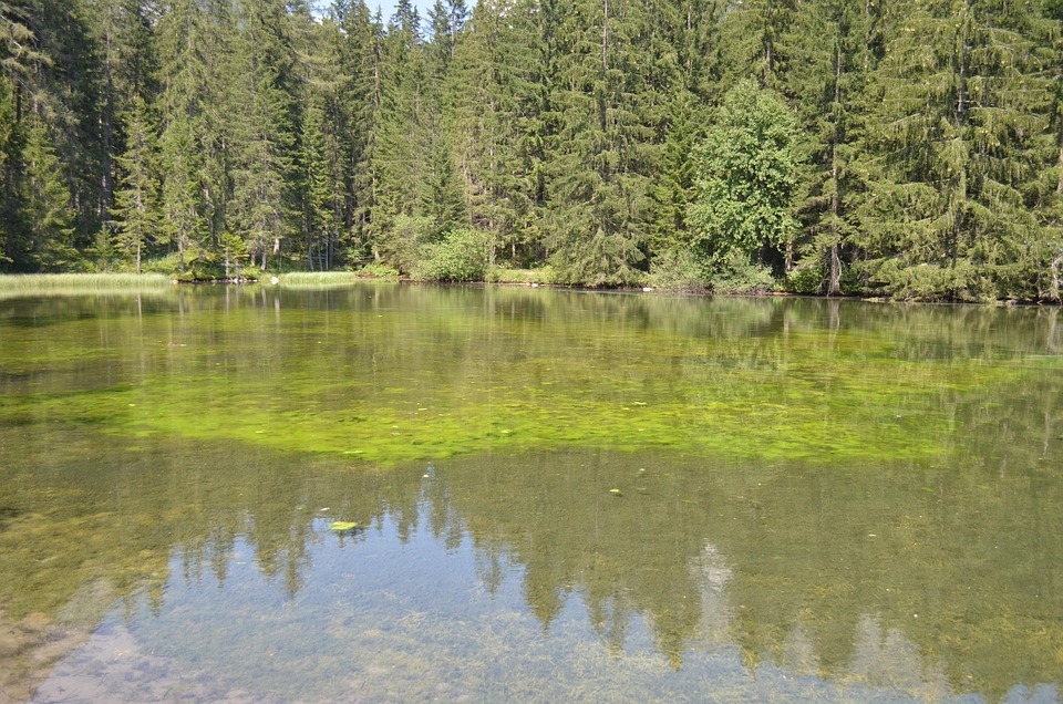 Lake Water Green Free photo on Pixabay Pixabay
