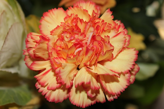 Free Flowers Garden photo and picture
