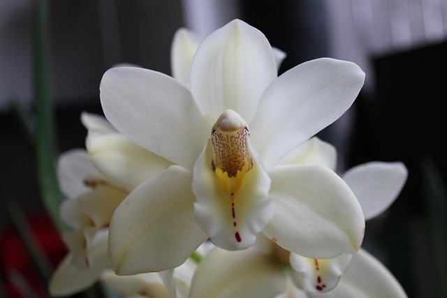 Free Flowers Garden photo and picture