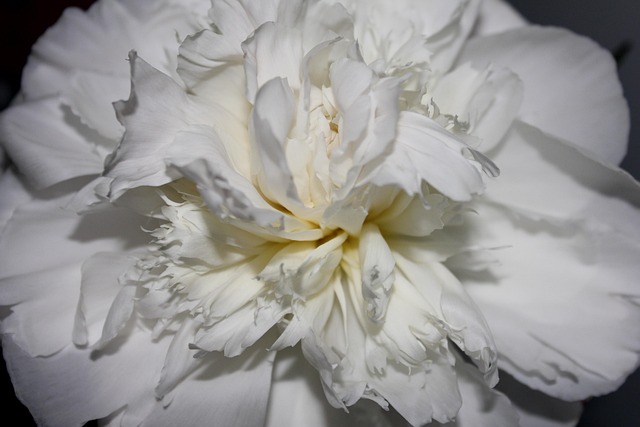 Free Flowers Flower photo and picture