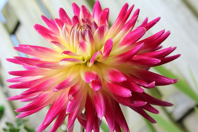 Free Flowers Bloom photo and picture