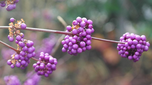 Beeren, Garten, Strauch, Winter, Violett