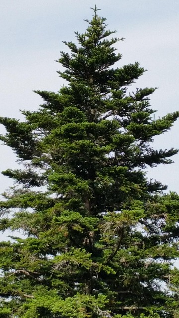 Naturaleza, Árbol, Abeto, Paisaje
