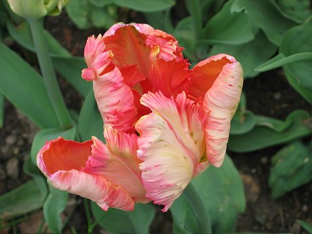 Free Pink Tulip Rolle Park photo and picture