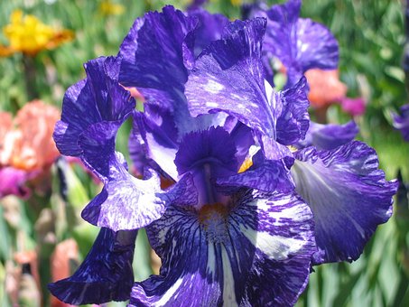 Free Purple Iris Vuillerens photo and picture