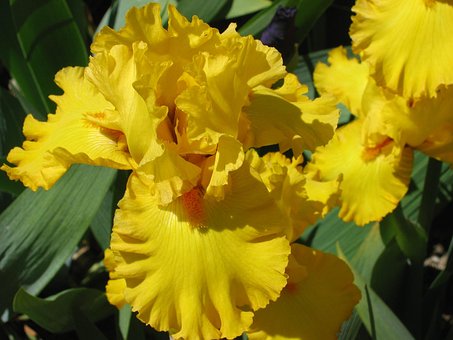 Free Yellow Iris Nature photo and picture