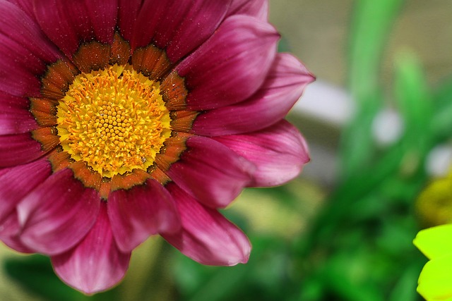 Blume, Blumen Hintergrund, Farbe