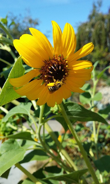 Free Sunflower Bee photo and picture